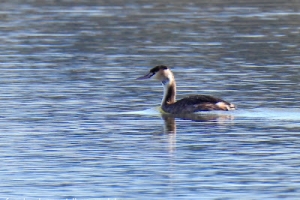 Somormujo lavanco, Podiceps cristatus. Great crested grebe.